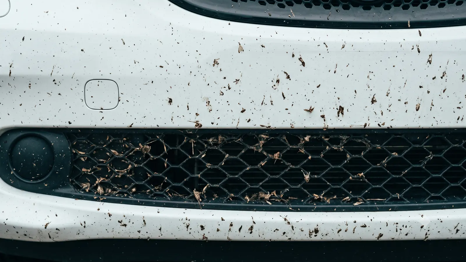 White front bumper and honeycomb grille of a car densely spattered with dried insect remains after highway driving