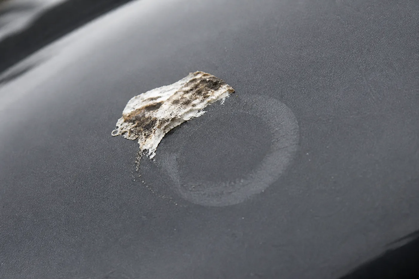 Partially removed dried bird dropping on a grey panel with a dulled matte ring etched into the clear coat beneath it